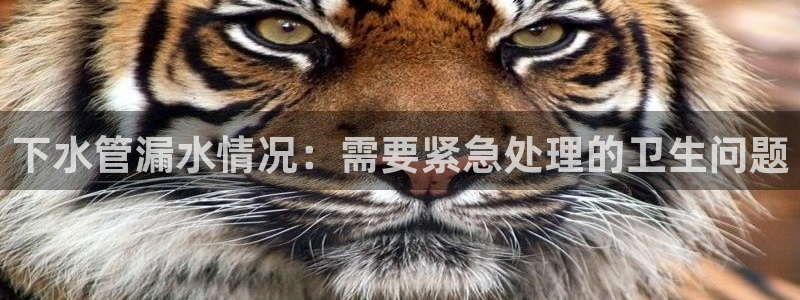 富邦娱乐赌场